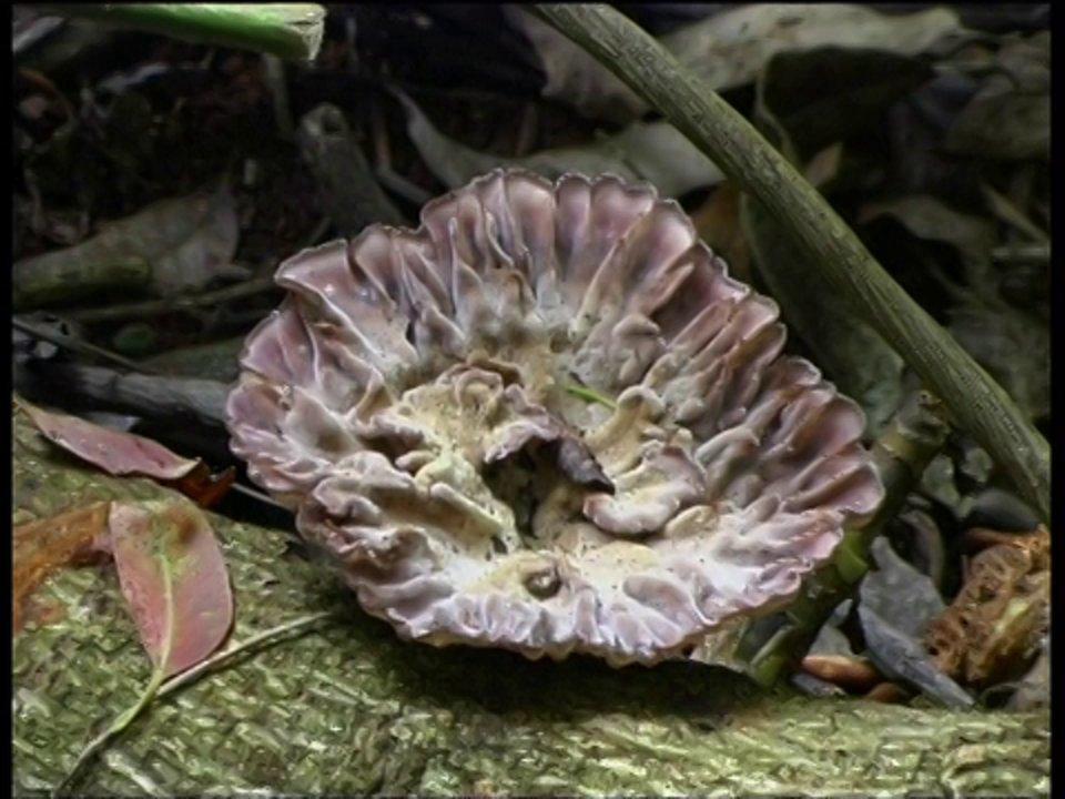 HD - Cymatoderma Fungi
