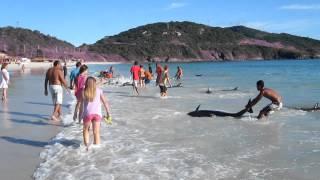30 Dolphins stranding and incredibly saved! Extremely rare event!