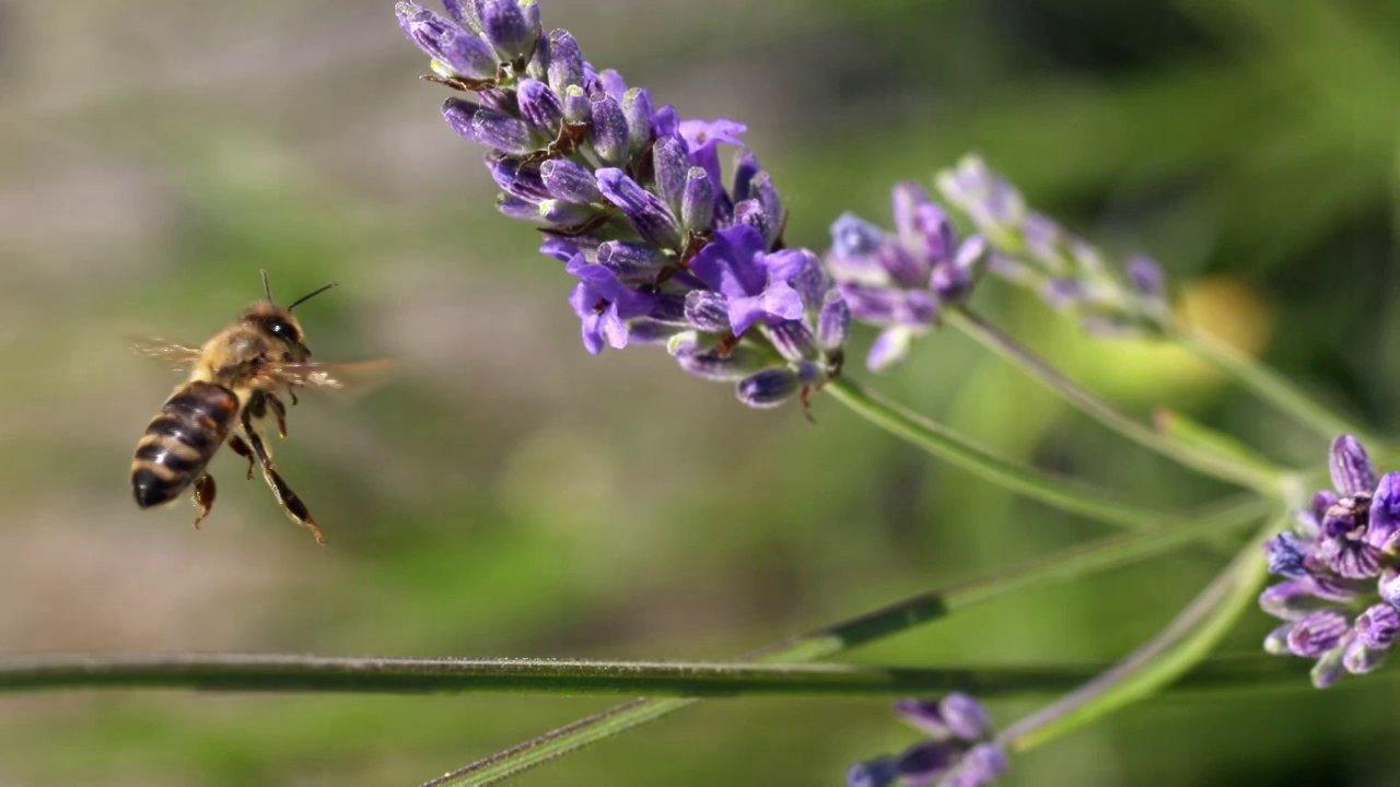 HD - BEESNESS (a 2000fps slomo macro film about bees at work) - Image of the week #18
