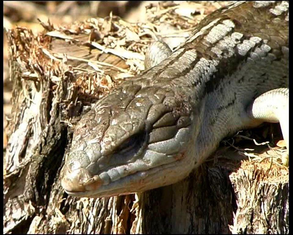 HD - Blue-tongue Lizard