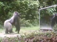 Gorillas and Leopards Admire Their Own Reflections in Mirrors set up around Gabon