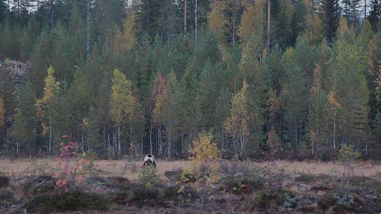 HD - Finland-Into the wild land