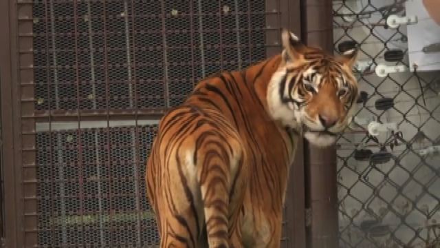 Abbandonate dal circo, 4 tigri vivono ora in un Big Cat Sanctuary