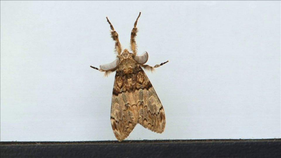 HD - Brown Tussock Moth