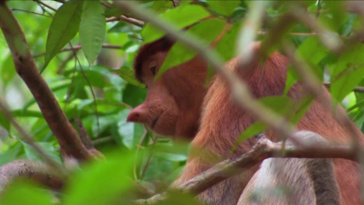 HD - Borneo - Probiscus monkey